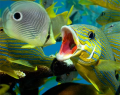 Bing changes its home page (more to come?) Bing changes its home page (more to come?)